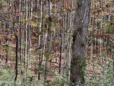 0 Lower Rockwood Rd, Rockwood, TN, 37854