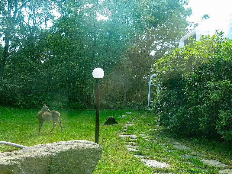 Deer Visit Prana