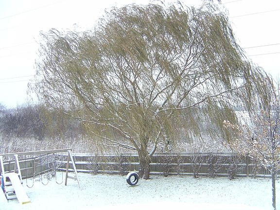 View from deck (winter)