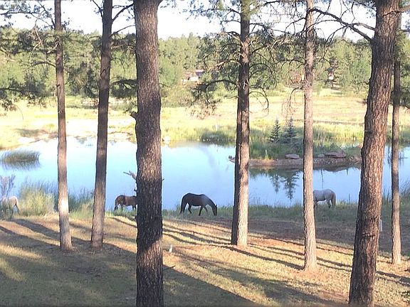 Visiting Wild Horses