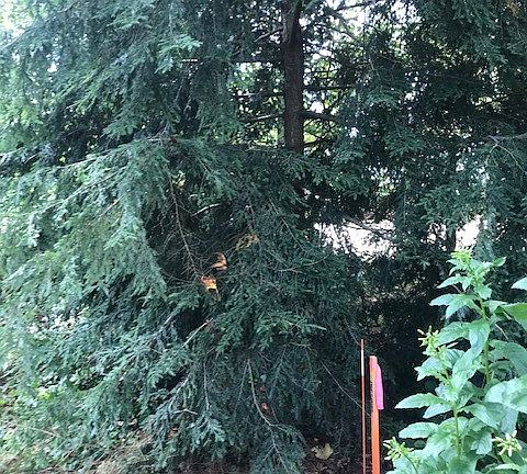 4th image of 113 Nicola Ln