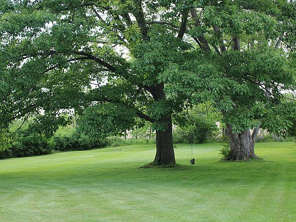 Back yard