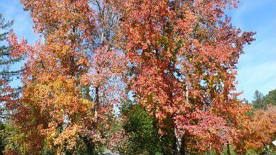 Front Yard, Fall Colors