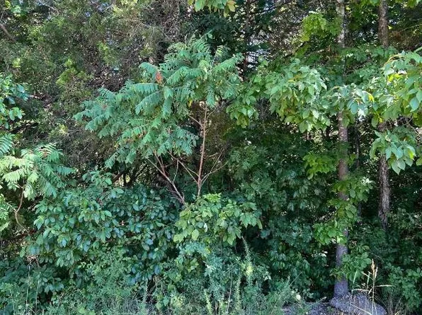 LOT 101 Dove St, Lead Hill, AR 72644