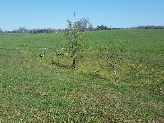 Beautiful Trees planted