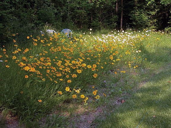Wildflower garden/summer