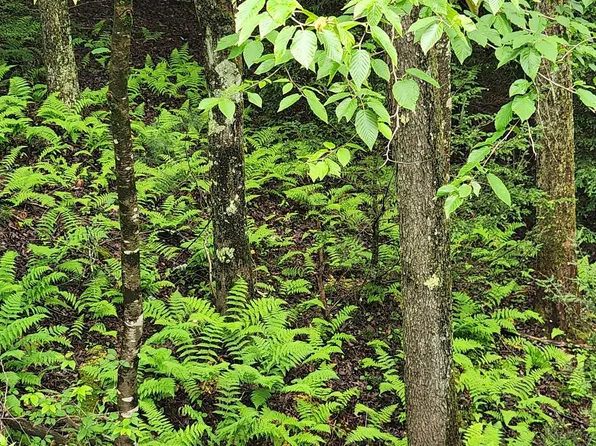 Yough View Dr #12, Oakland, MD 21550