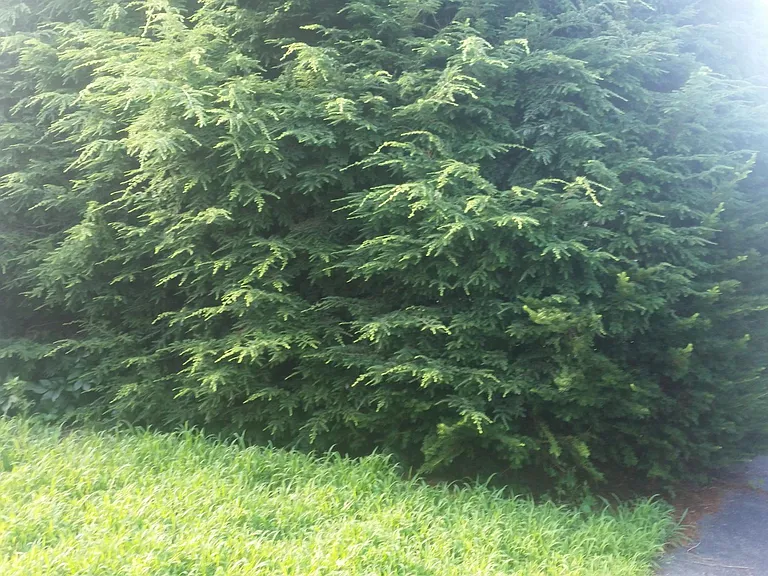 Private evergreen fence, front