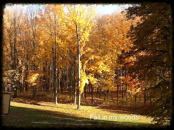 Fall in the Maple woods