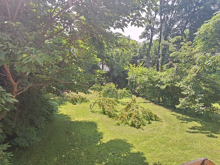Large backyard with peach trees