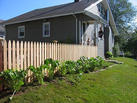 New fence (before applying a dark stain) and hostas