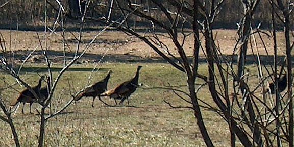 Wild Turkey on property