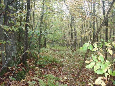 Bass Lake Dr, Park Falls, WI, 54552