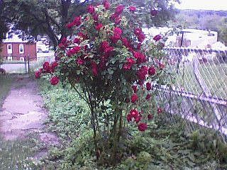 part of backyard