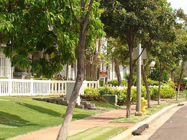 Tree Lined Streets