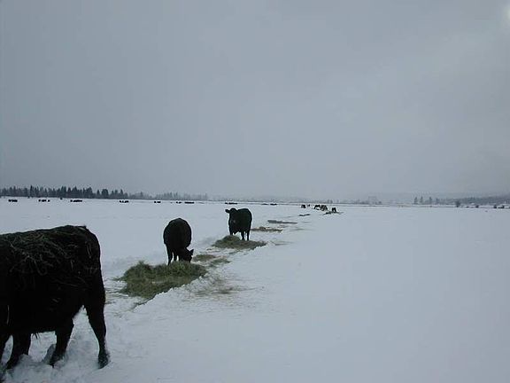 Cattle feeding in winter