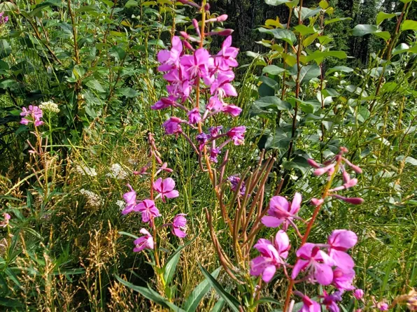 L11 B Brenden Blvd #1, Copper Center, AK 99573