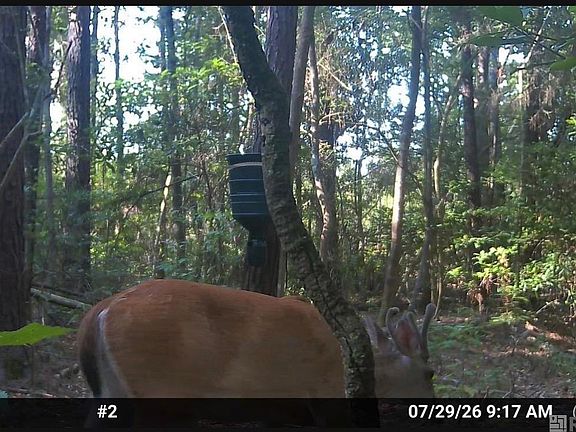 3rd image of LOT 1 Pace Rd
