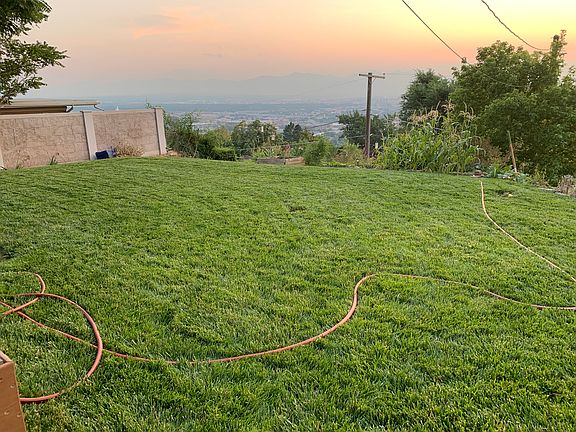 Back yard