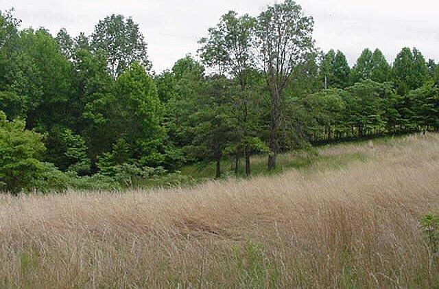 2nd image of Buffalo Pike