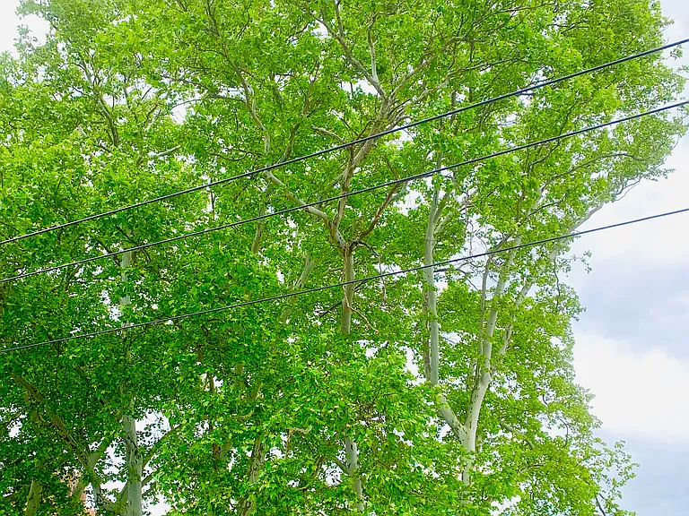 Pennsylvania grows tall trees.