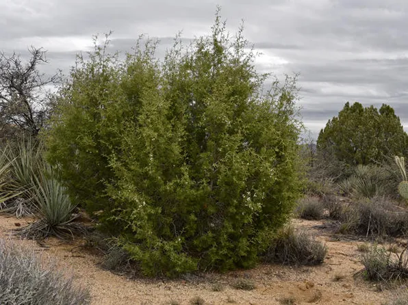 55 Jesse James Rd, Edgewood, NM 87015