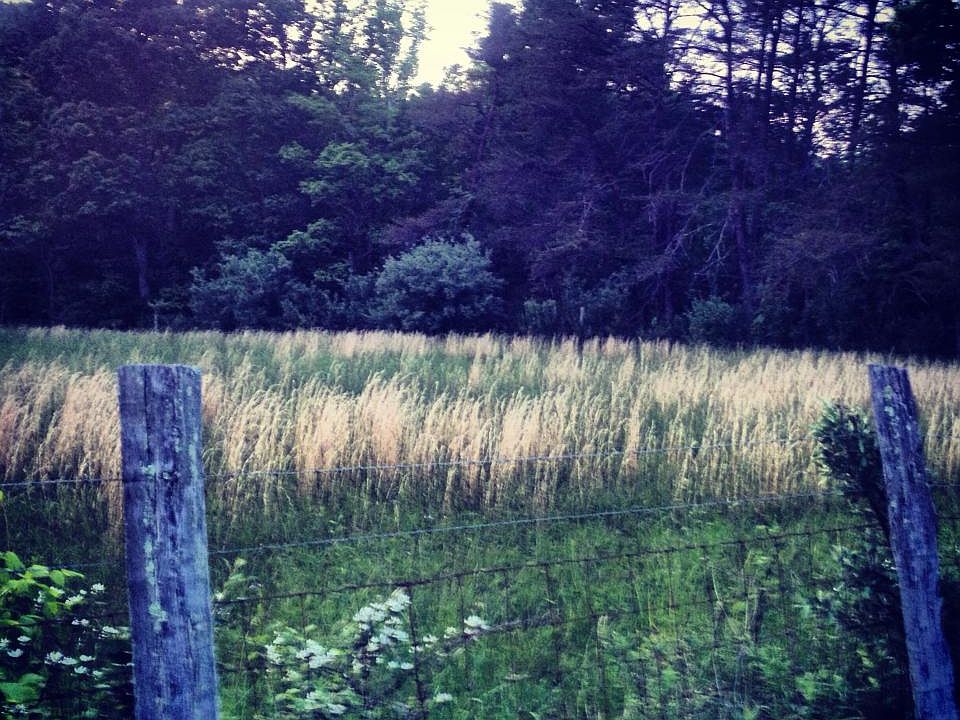 SIDE PASTURE