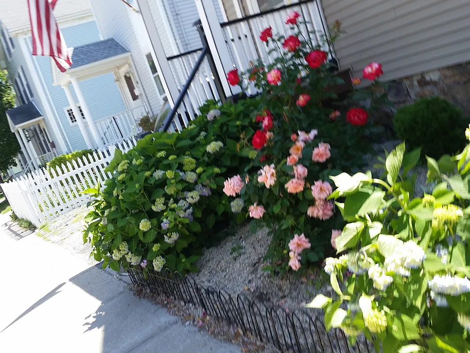 front garden