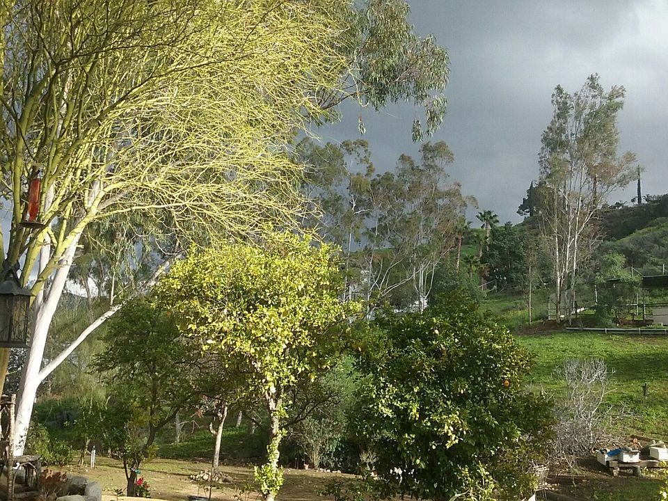 view from living room window