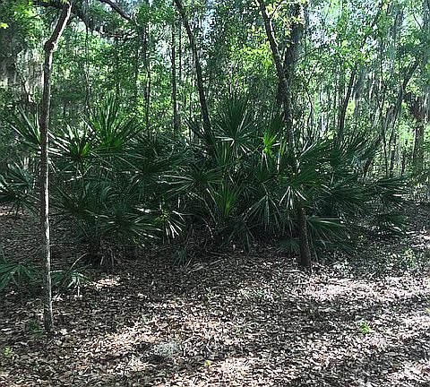 Raw Acreage for sale