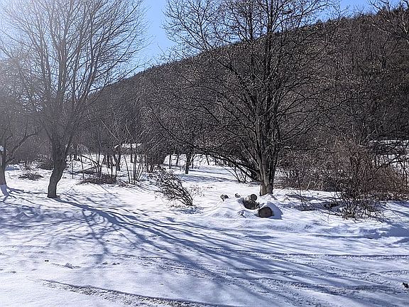 Magnolia, apple, grapevine