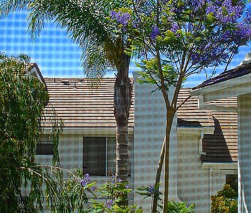 from bedroom Jacaranda tree