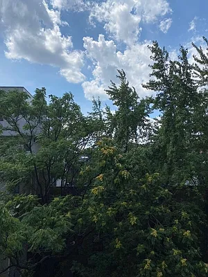 Rented by Compass | media 17