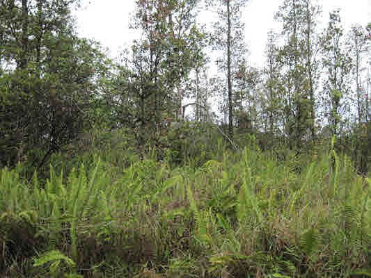 3rd image of 36th Ave Lot 76