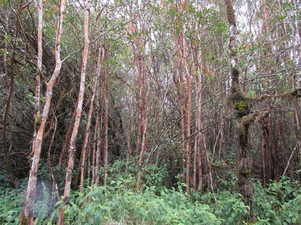 Road 6 Lot 369, Volcano, HI 96785