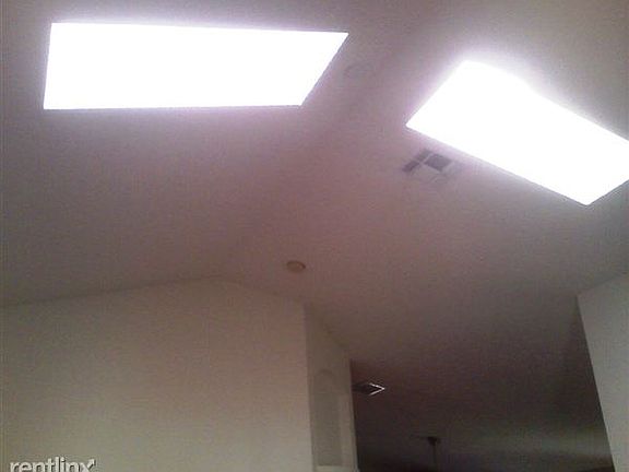 91 pine forest - sky lights