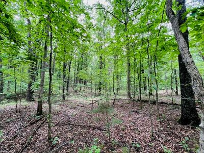 000 Boiling Springs Road, Licking, MO, 65542