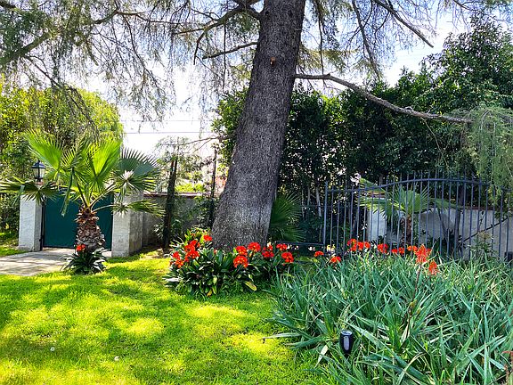 Majestic Pine trees, Privacy Ficus, and Clivia
