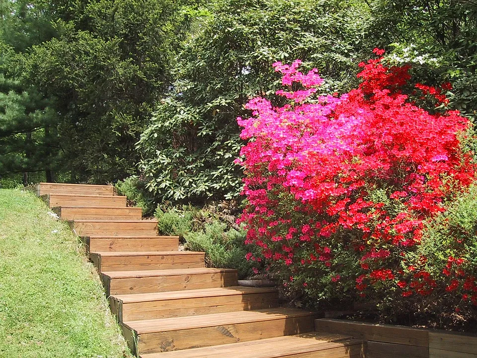 Stairs and Shrubs in backyard