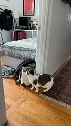 Rented by Roselyn  Fortuna LLC