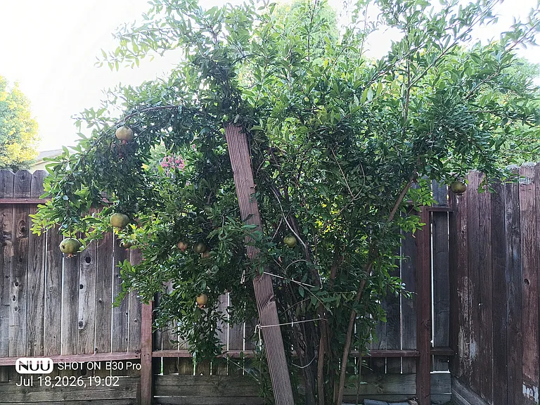 3 Tajo Ct — Photo 21