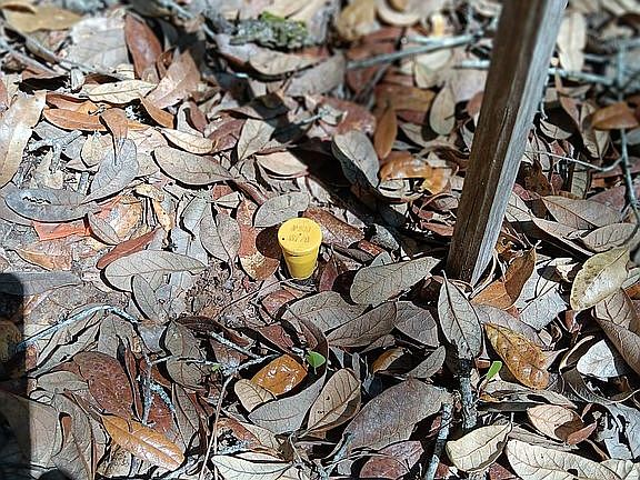 NW Boundary Survey Pin