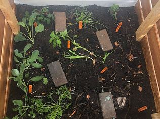 15502 Willet Ct, Mascotte, FL 34753