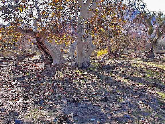 4th image of Live Oak Drive Lot 333