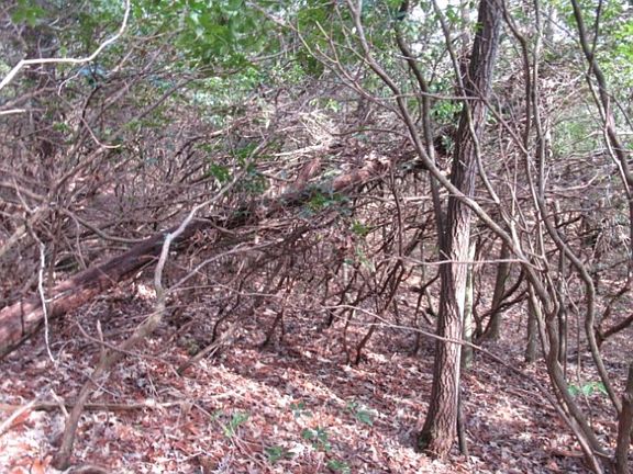 4th image of 15 Matthews Creek Ln