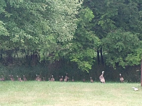 Wildlife in the backyard 