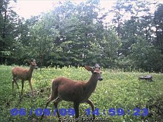 5th image of 1001 Sheepskin Hollow Rd