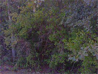 2nd image of 916 Rish Dr