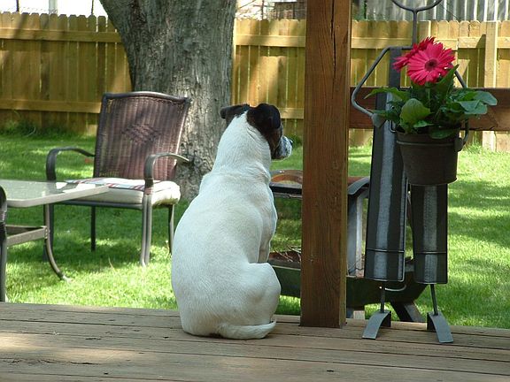 Fenced Yard