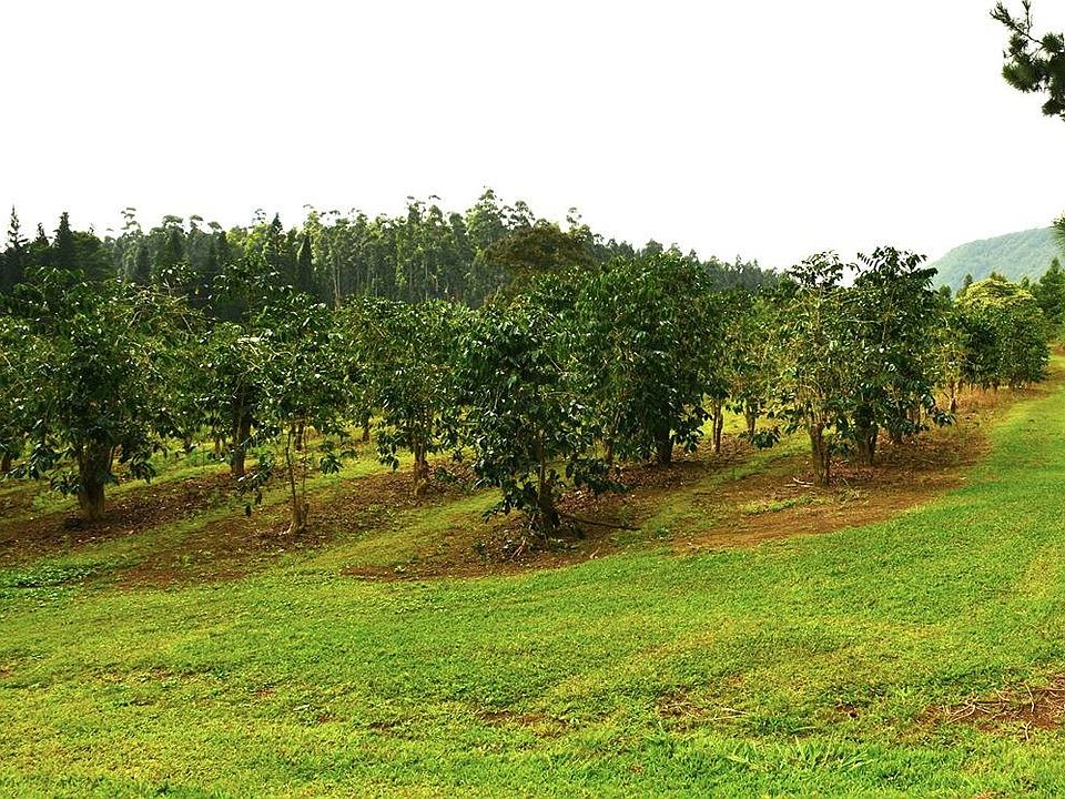 17 Moaula St, Pahala, HI 96777 Zillow